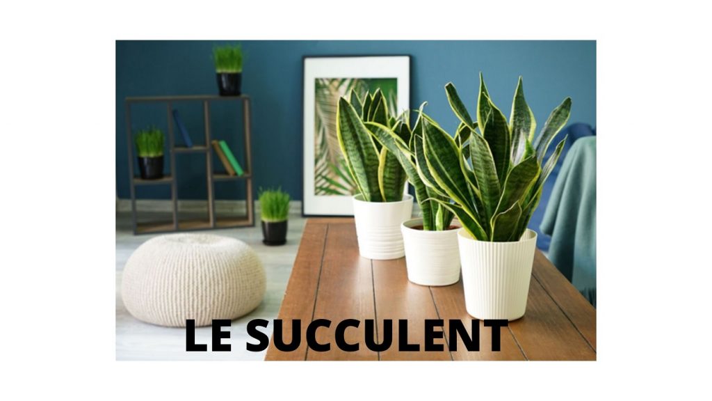 Sansevieria