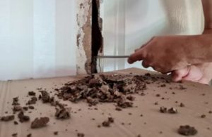 Comment gérer la présence de termites dans votre maison