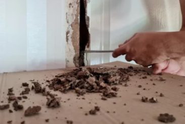 Comment gérer la présence de termites dans votre maison