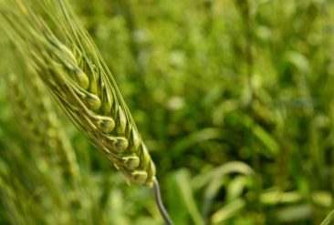 Comment_trouver_un_garage_agricole_à_vendre_?